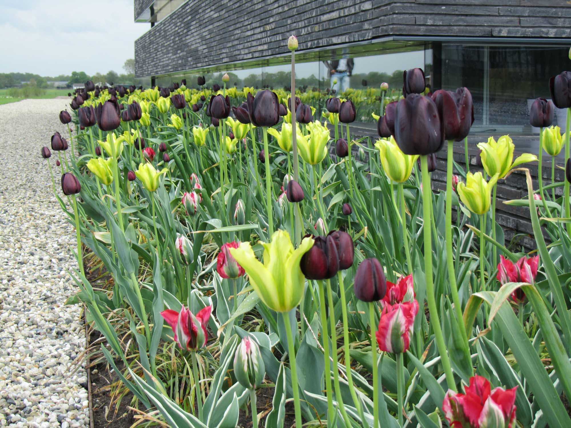 Hoveniersbedrijf G.Weultjes Villa tuin Leusden prairie bloembollen.JPG